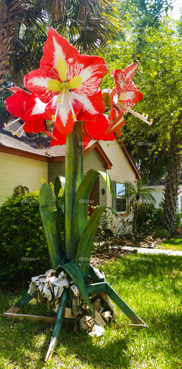 sculpture of amaryllis flower in bloom, bright and tall in front of house.