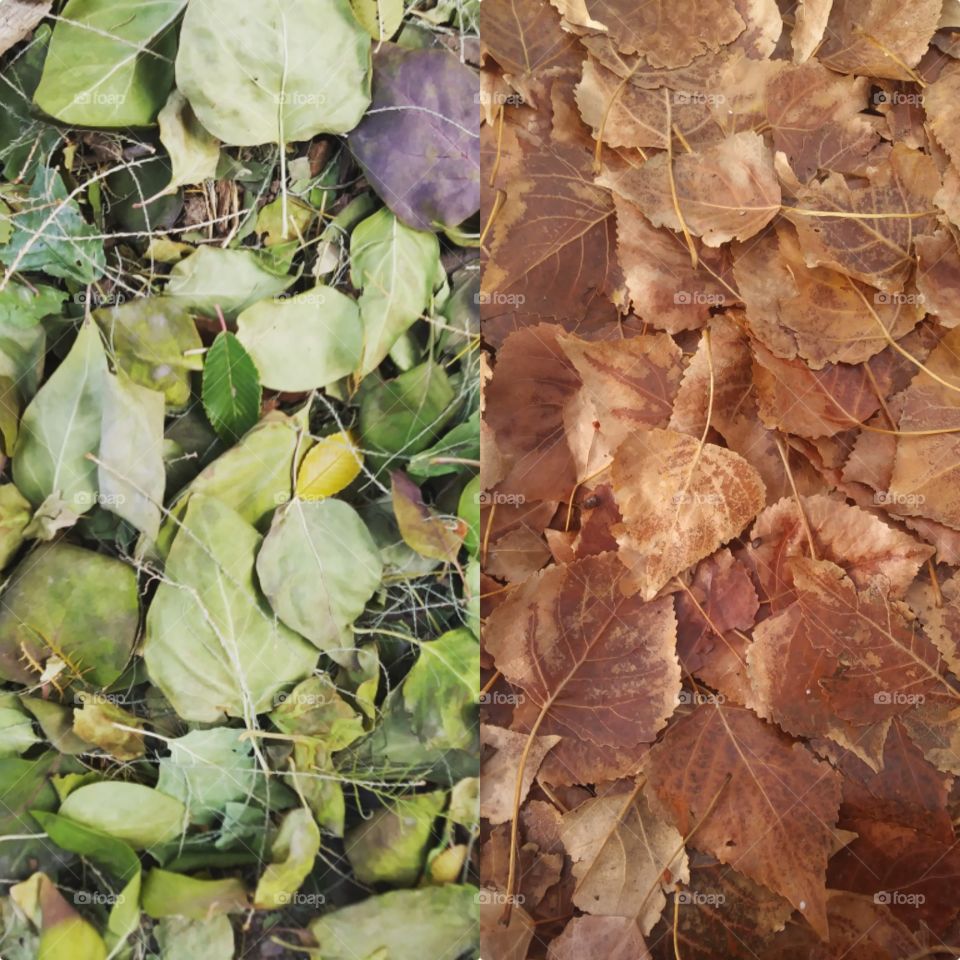 Two pictures of different leaves put together without a border 💞