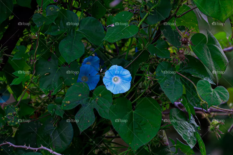 little blue flower