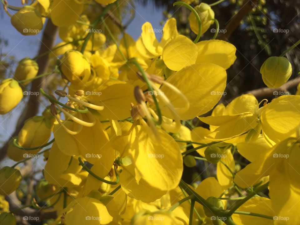 Beautiful little yellow colour flowers blooming in my garden 