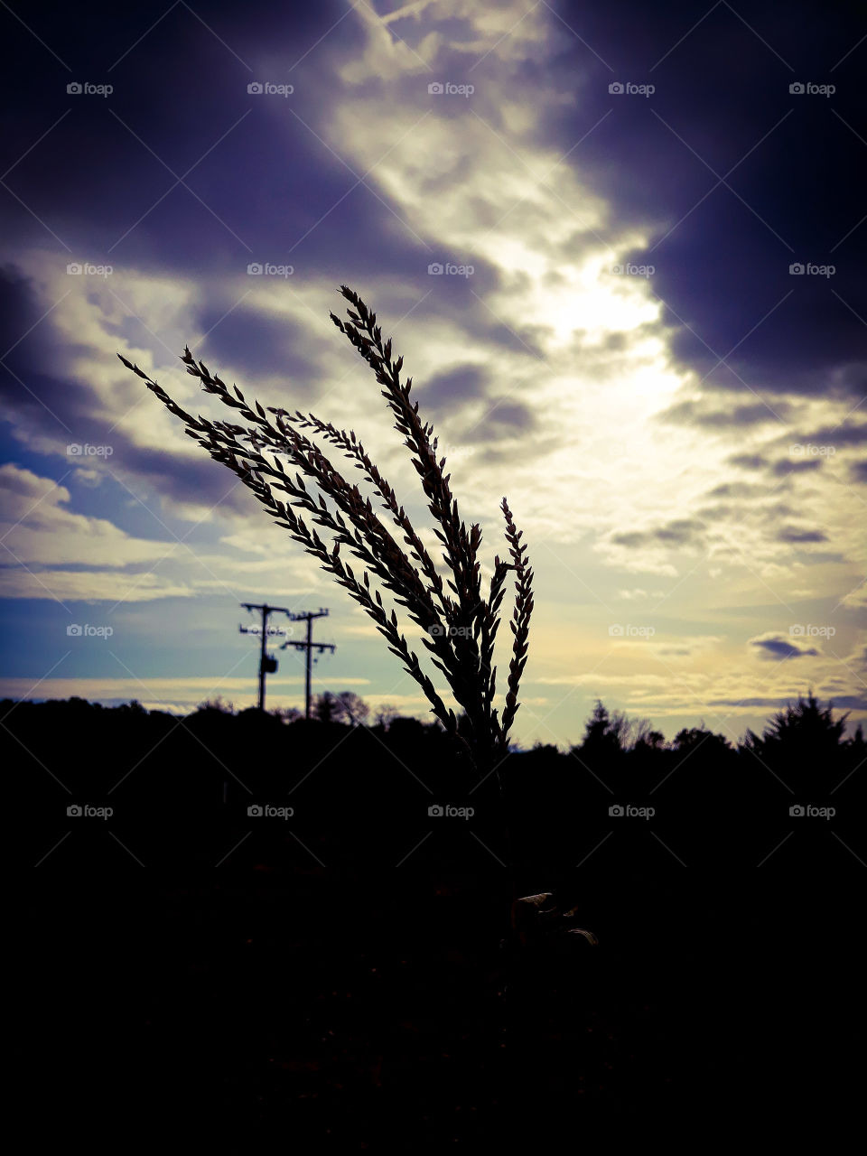 The contrast of this