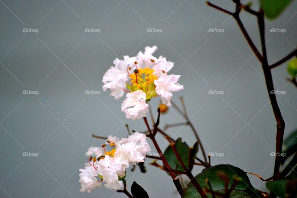 No Person, Flower, Leaf, Nature, Blur