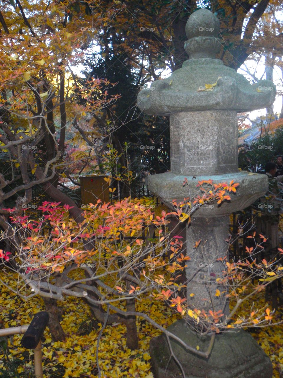 autumn in Japan