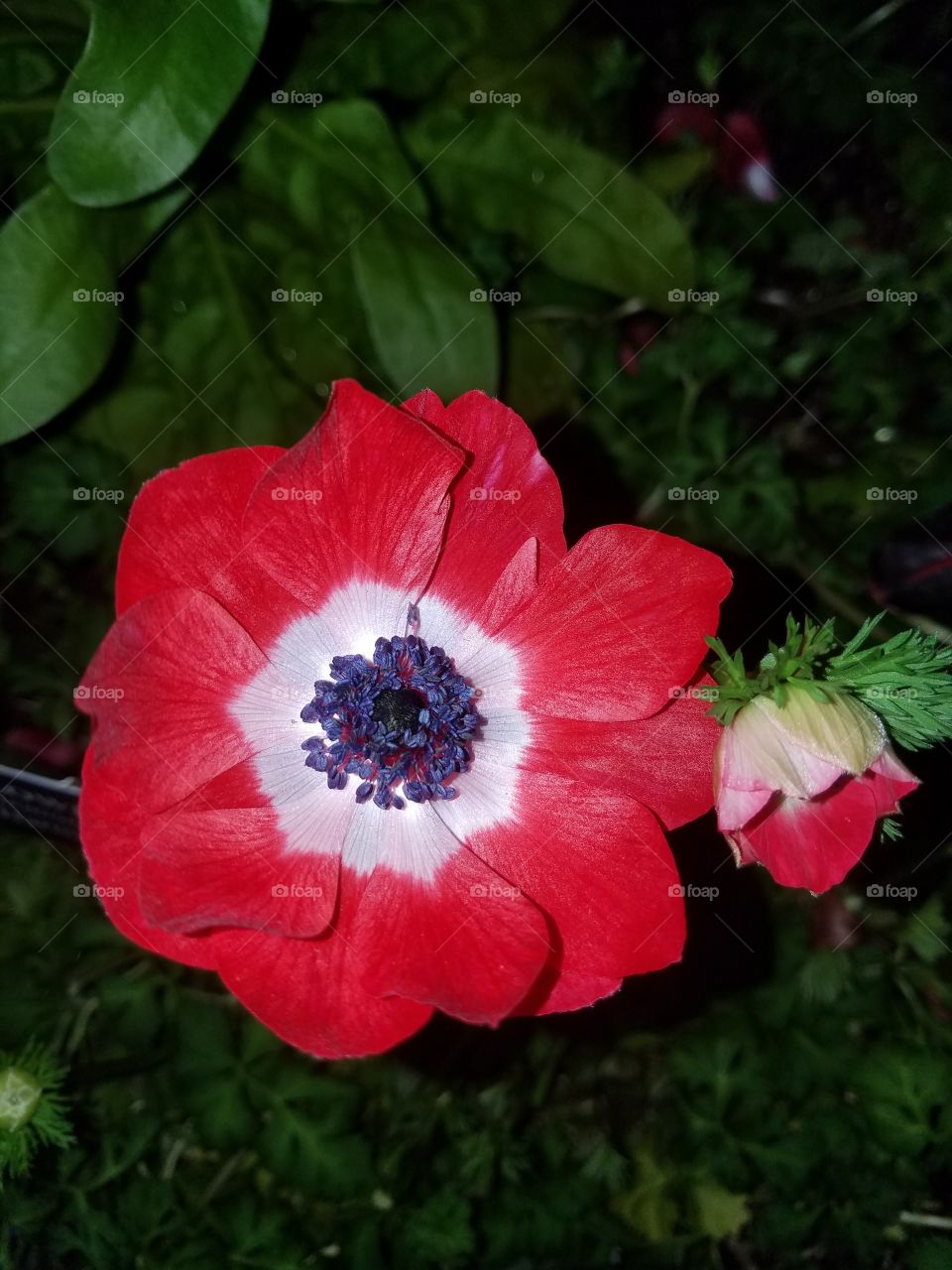 poppies