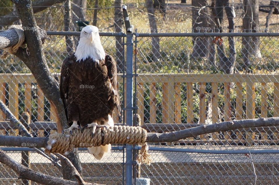 Bald Eagle watching photographer