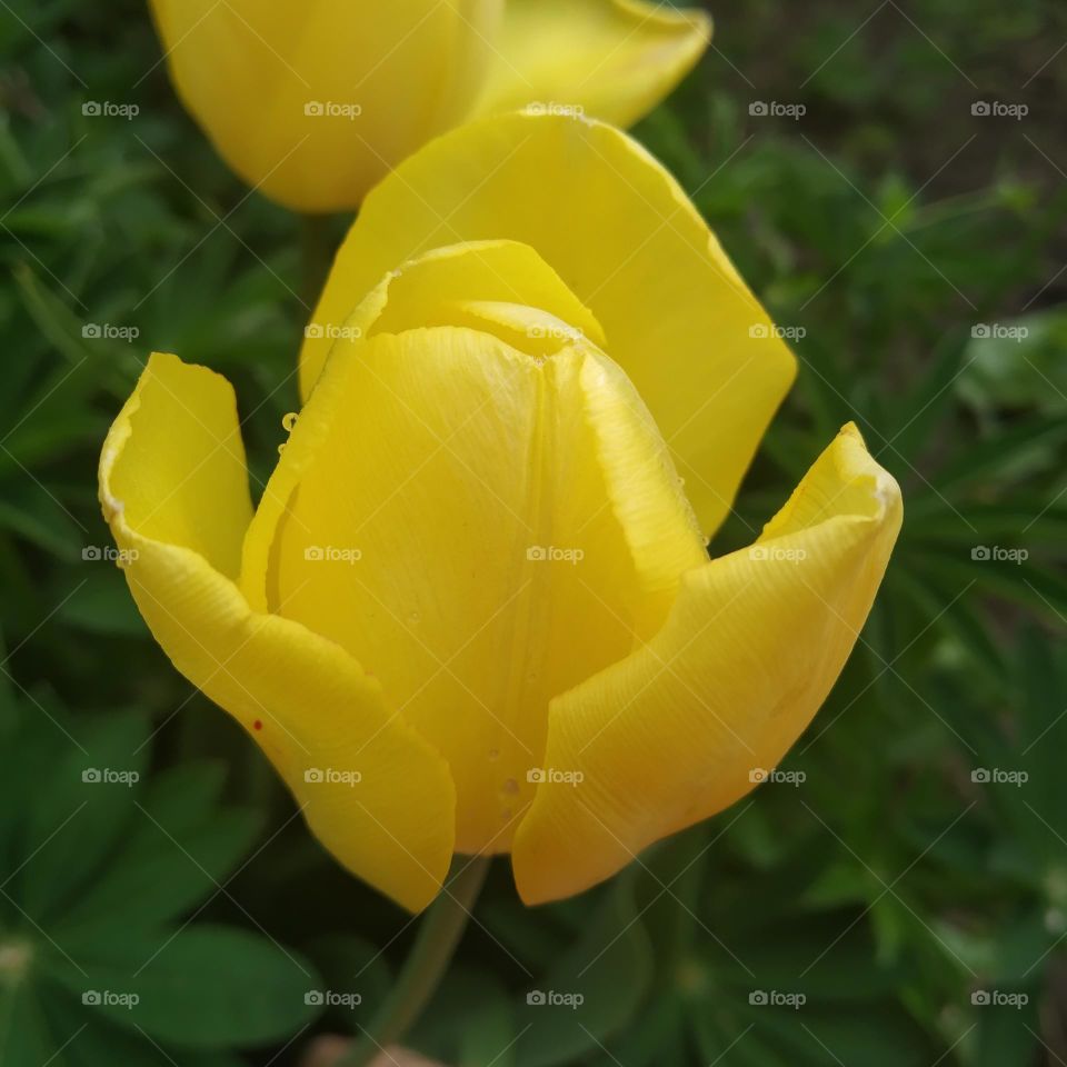 yellow tulips
