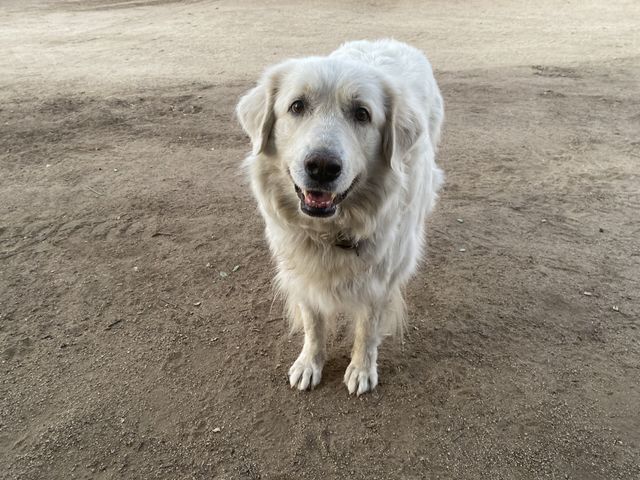 Doggy