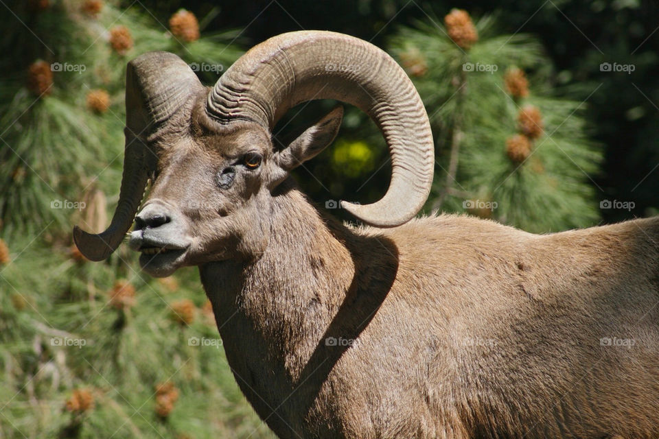 smile teeth animal mammals by mmcook