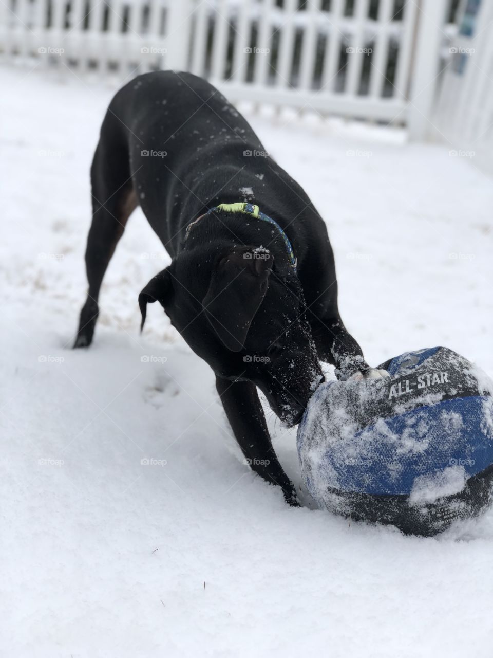 Dog playing with deflated ball in snow