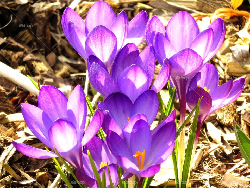 translucent crocuses