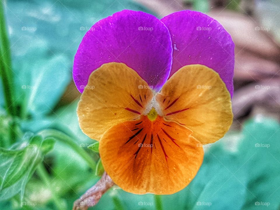 a Very small flower found in a garden