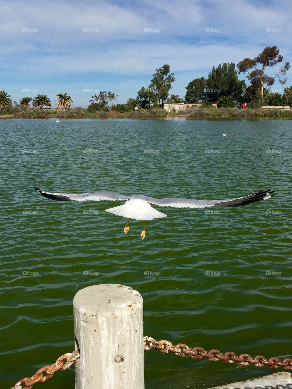 Bird in flight