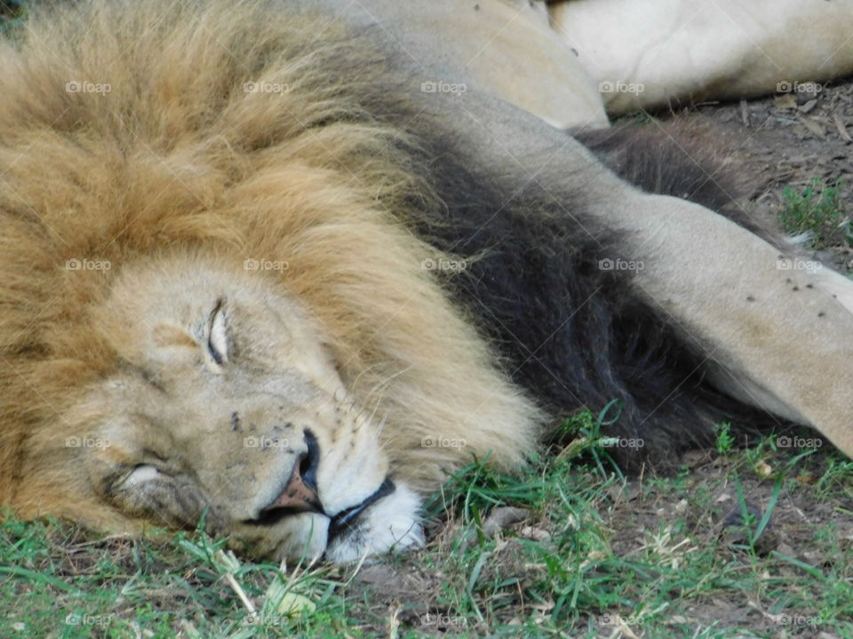 The Lion Sleeps