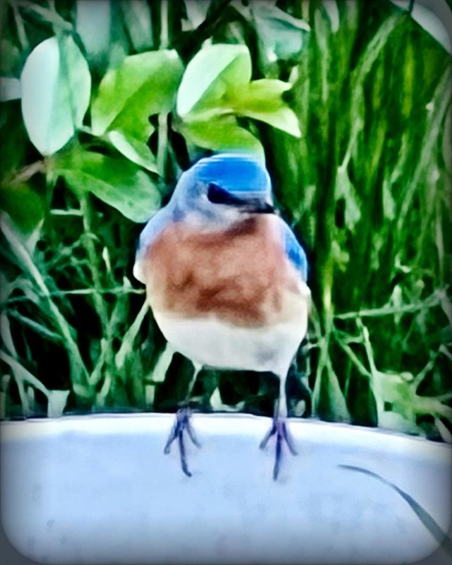 Eastern Bluebird