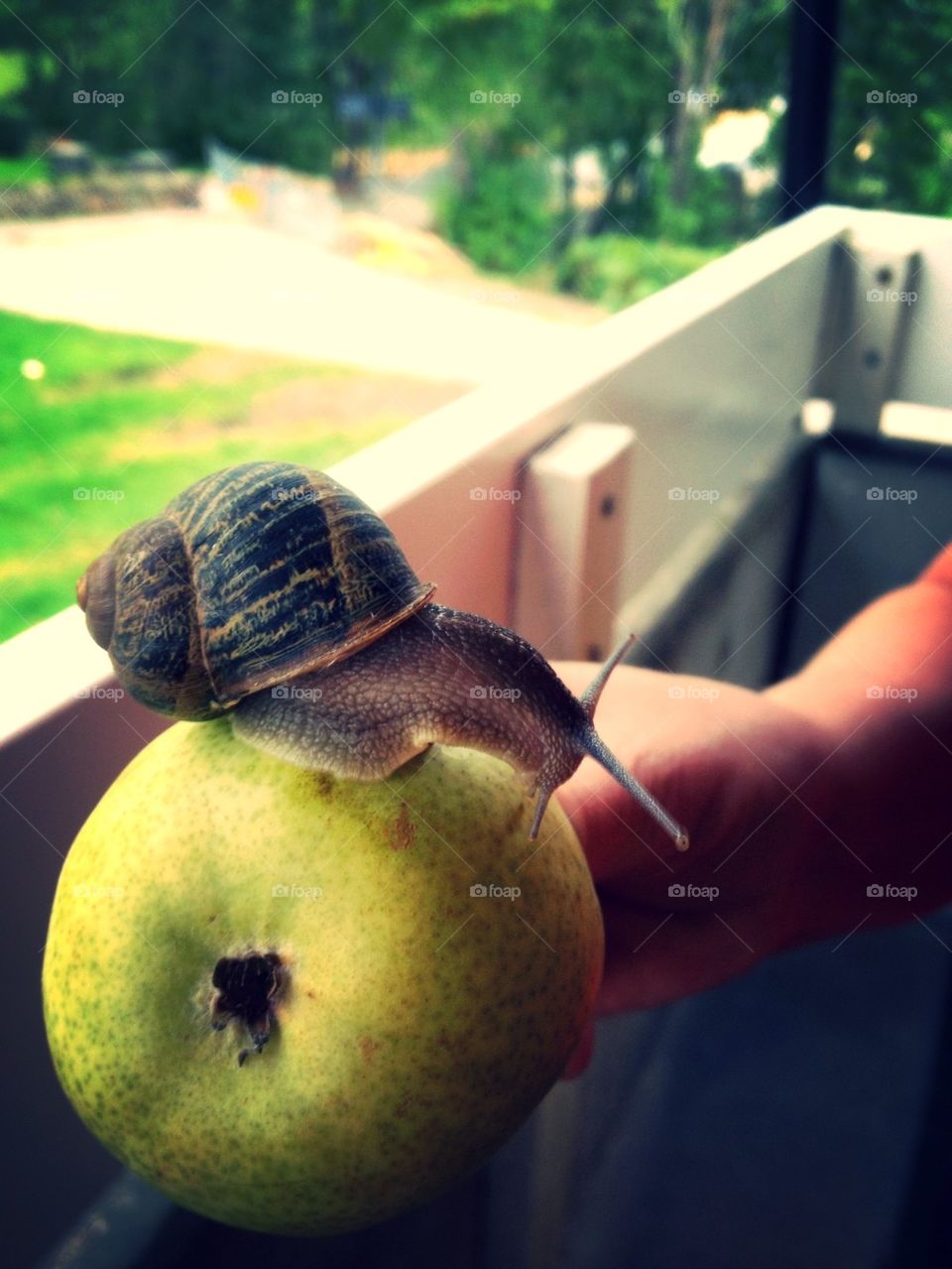 Snail on pear
