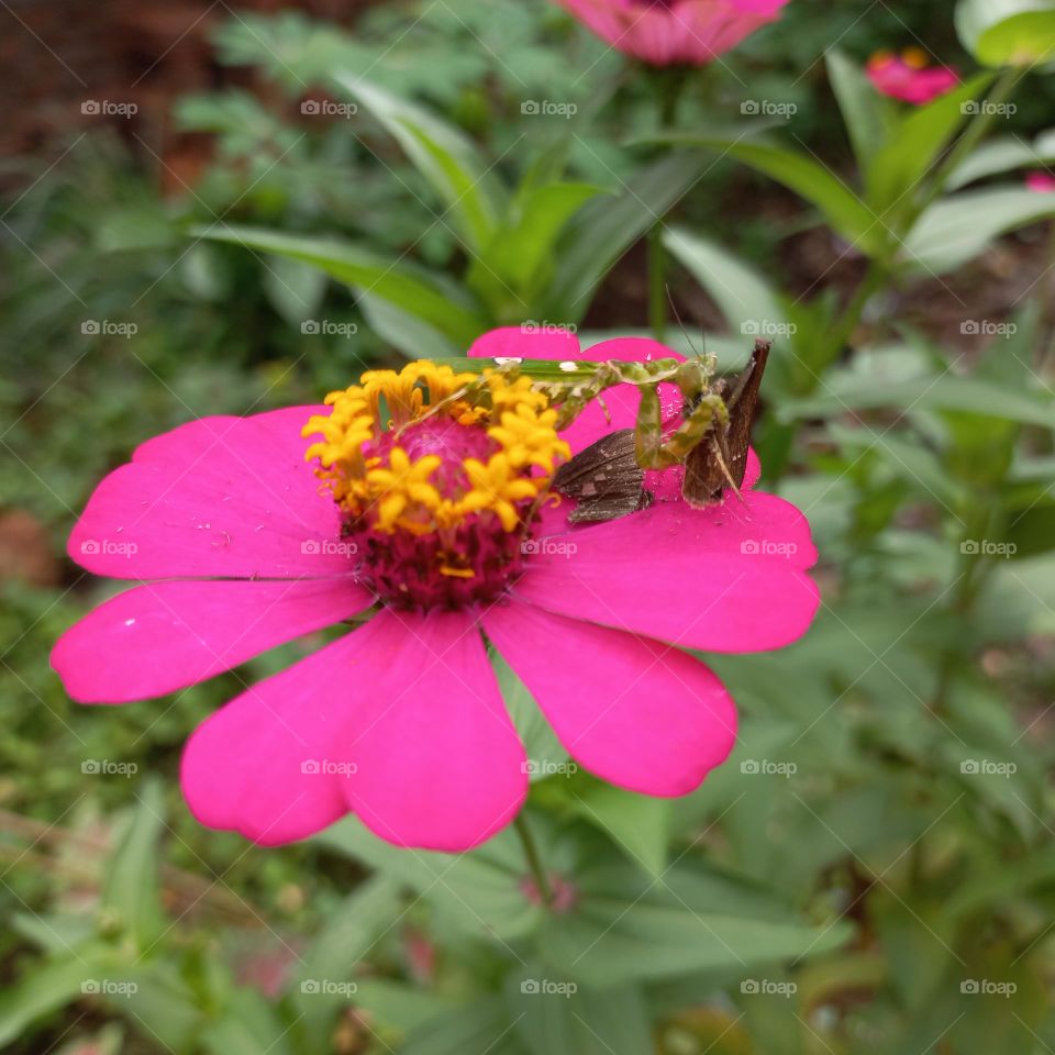 Zinia flowers that are blooming on the praying mantis