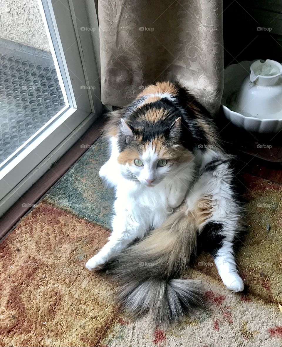 Kitty folded in half 