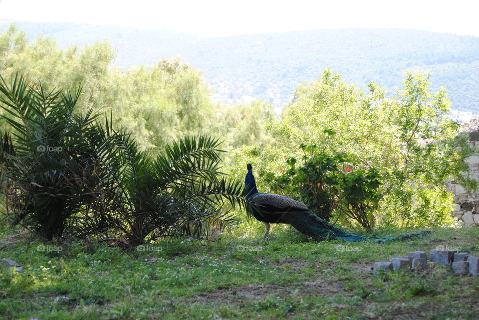 Peacock