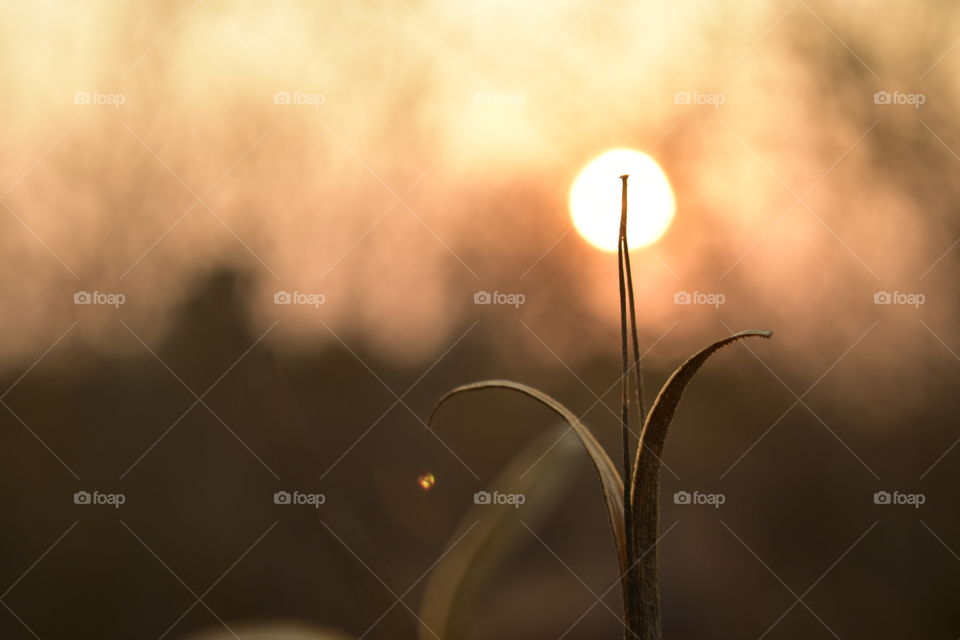 three parts act as one structure to protect the seeds