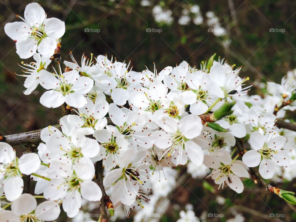 White flowers blooming in spring