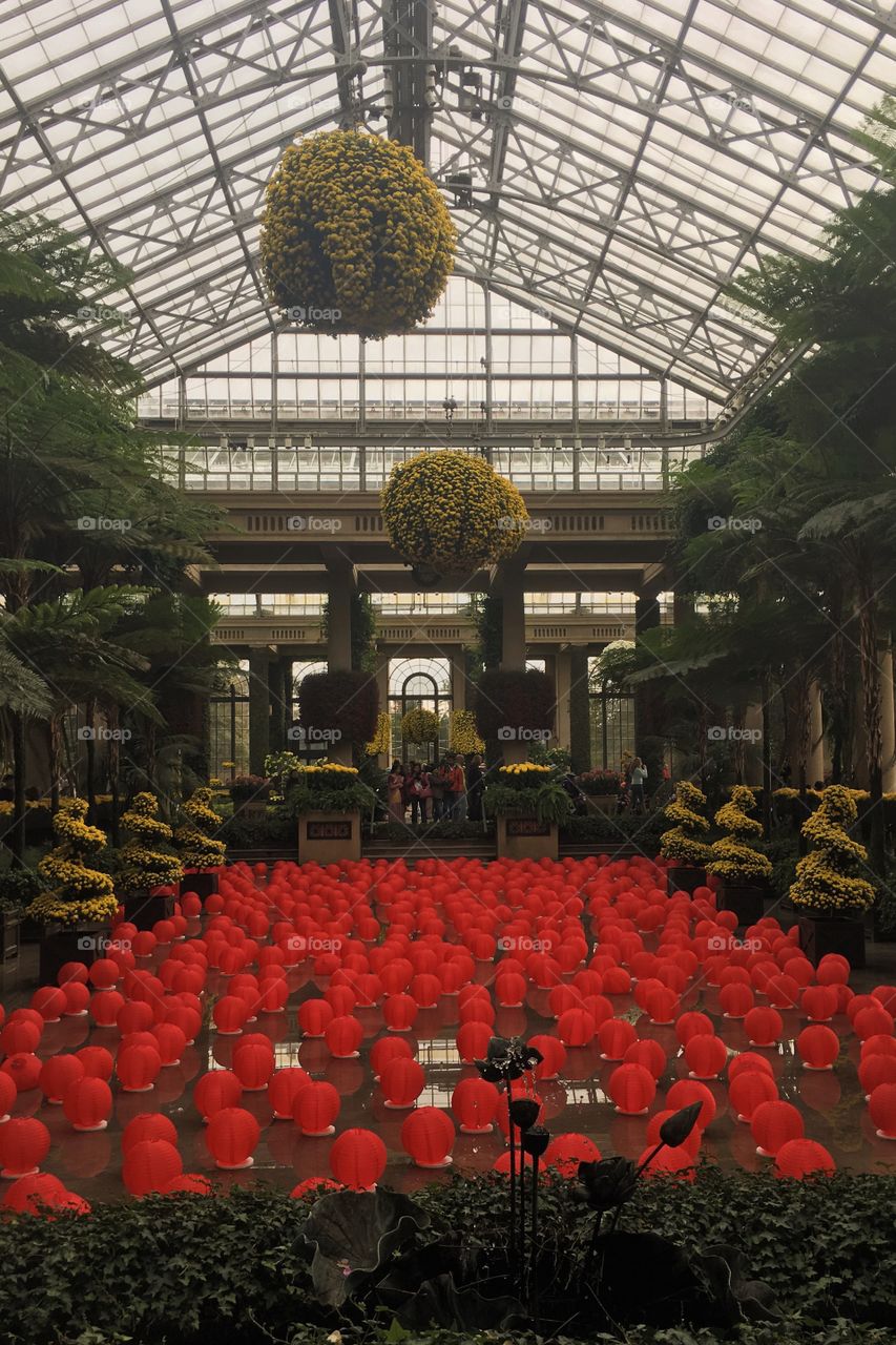 Chrysanthemum festival at Longwood Gardens in Philadelphia, PA. 