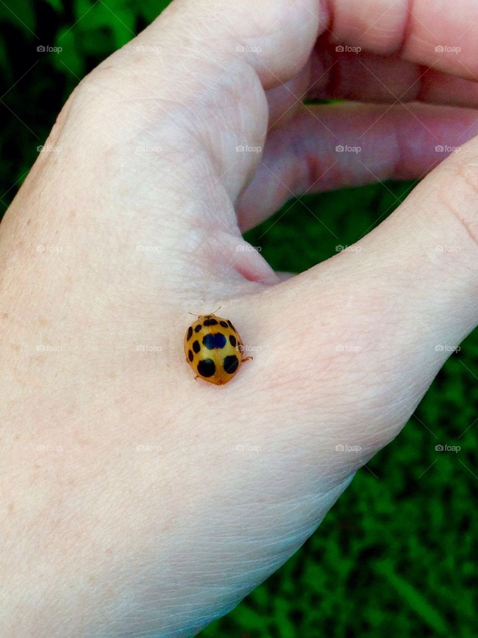 Lady bug