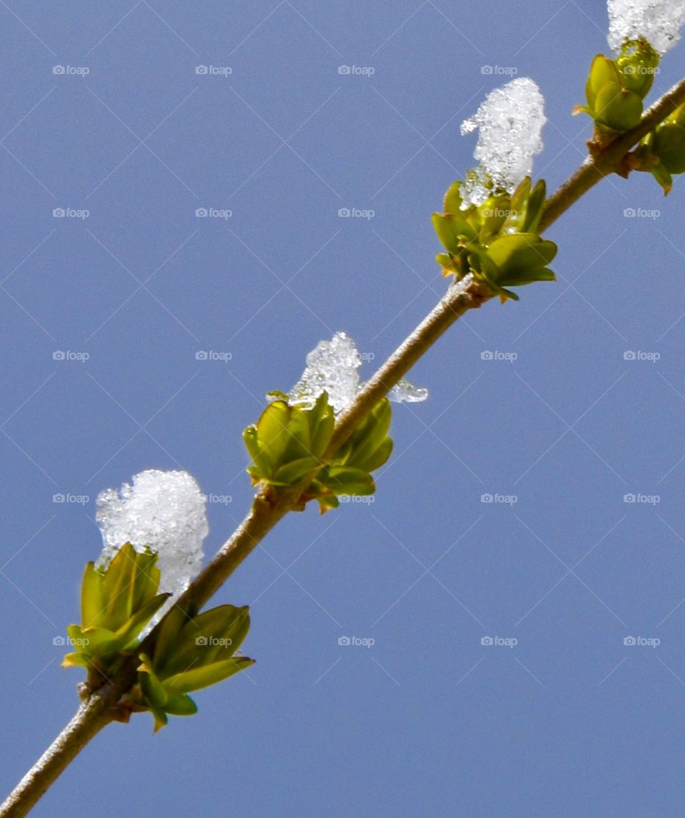 Springtime buds covered with snow