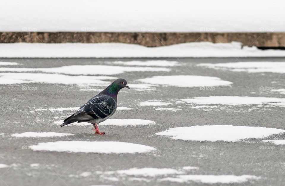 A pigeon on a frozen pond