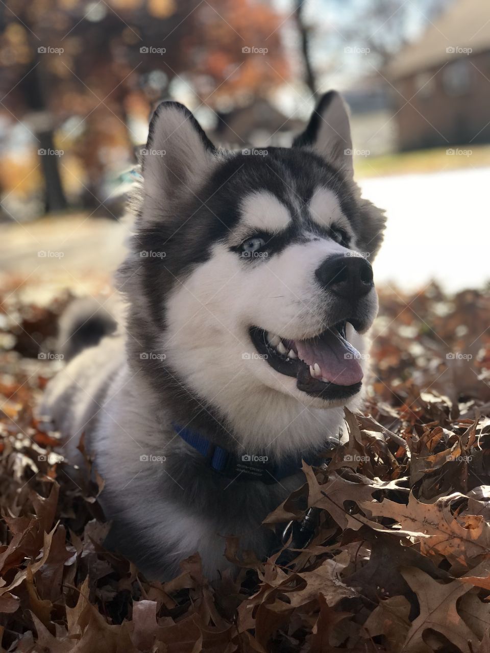 Adorable husky puppy in leaves with a big smile on his face.