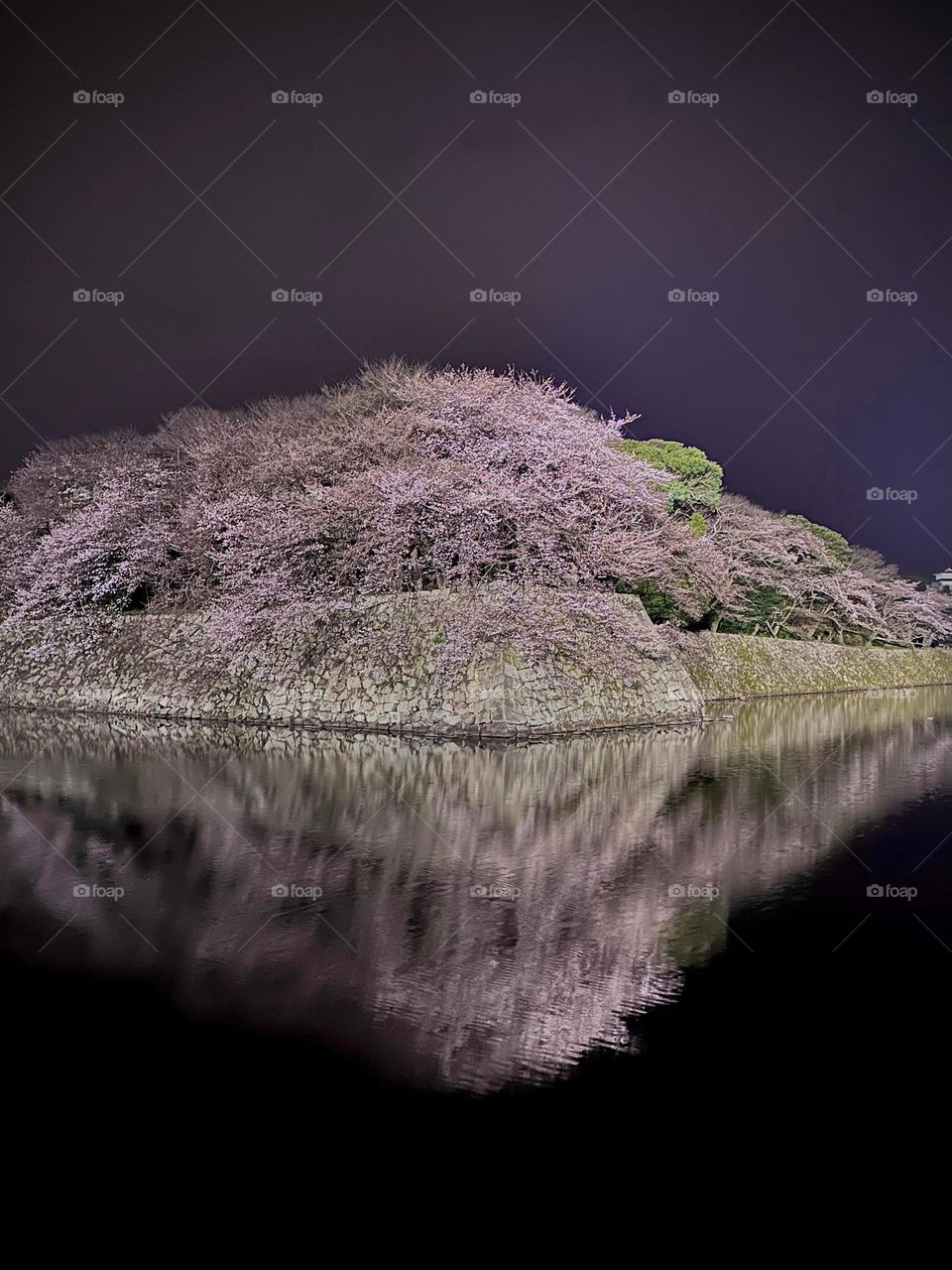 Mirror water reflection of Cherry Blossom