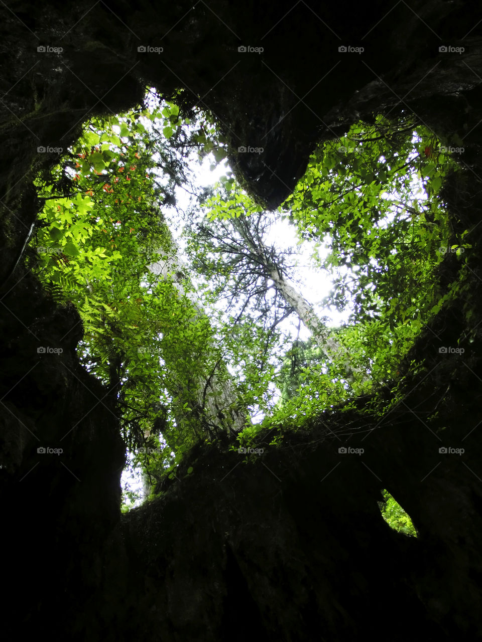 Japan. Yakushima