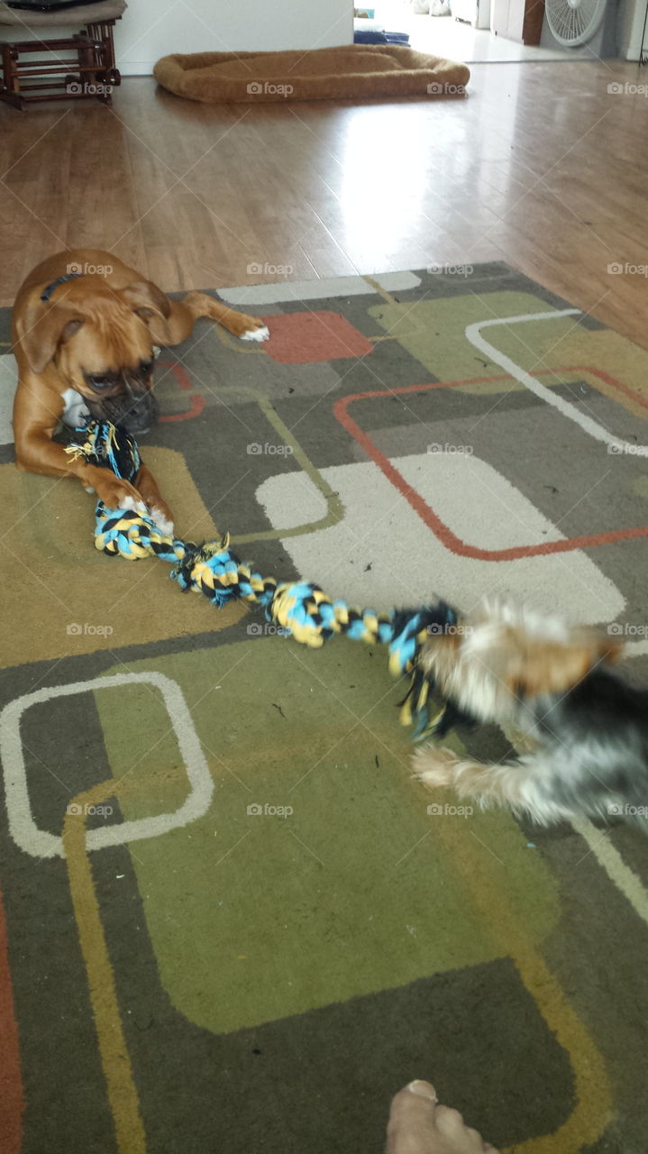 boxer and yorkie play