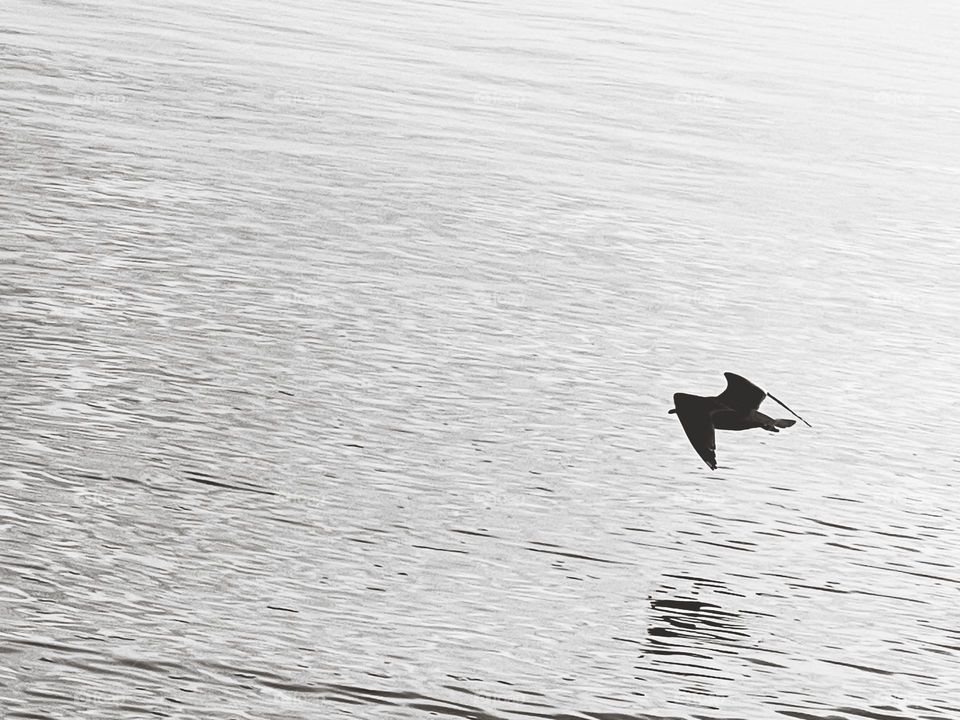 Seagull over water 