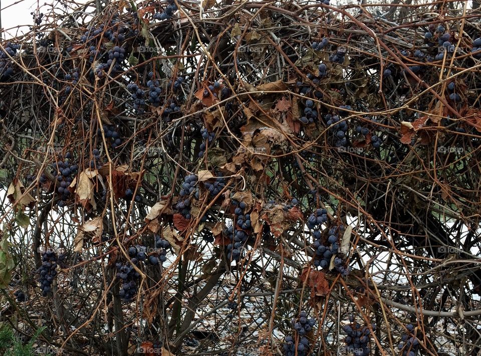 Winter Grapes1