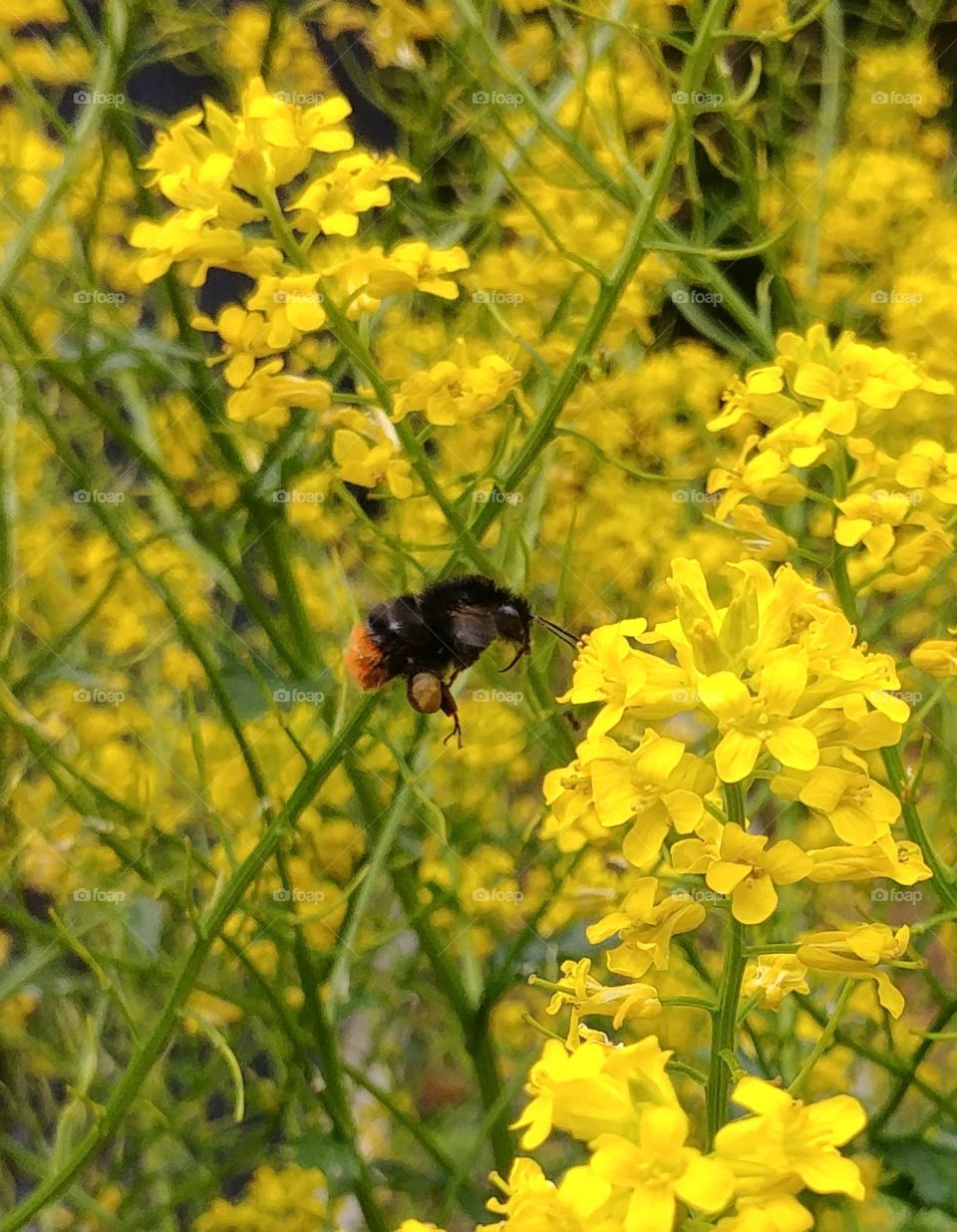 bumblebee bee Hummel insekt insect