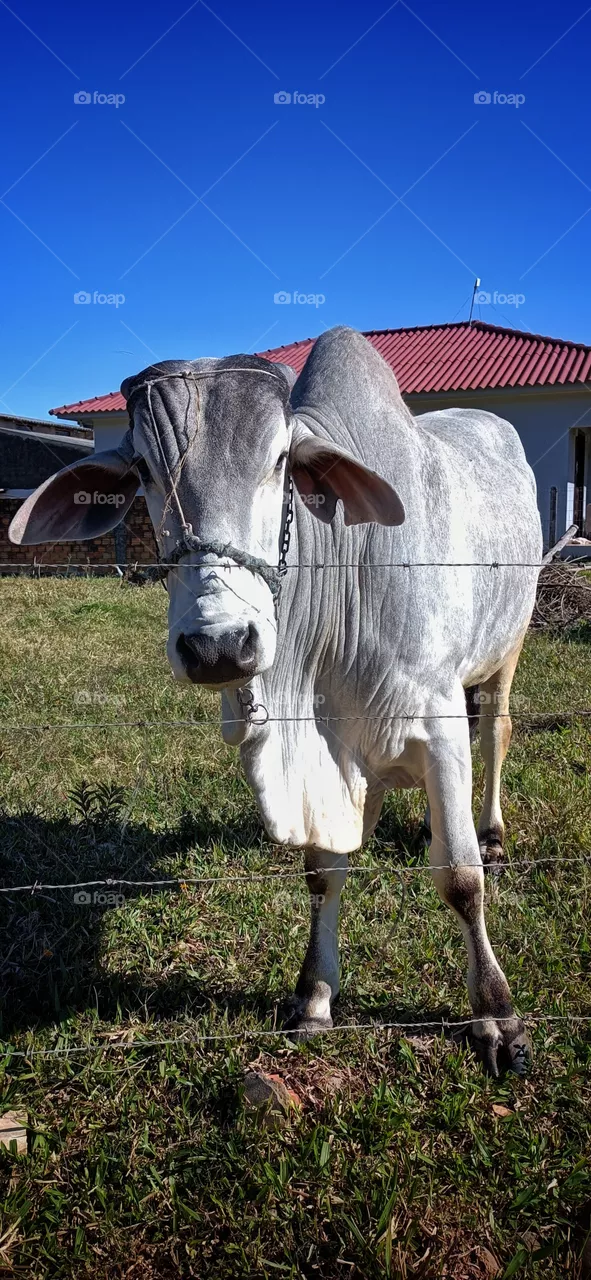 cattle bovine
