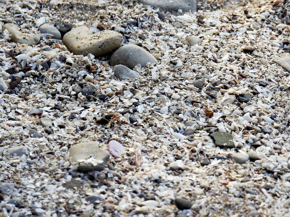 rocks and shells