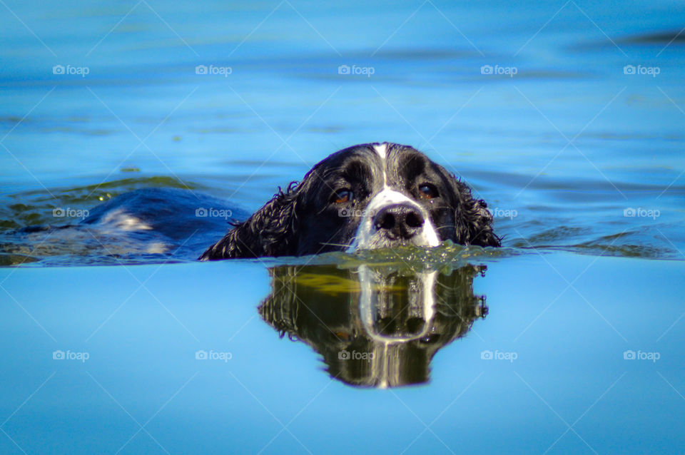 Springer Spaniel dog swimming in blue water