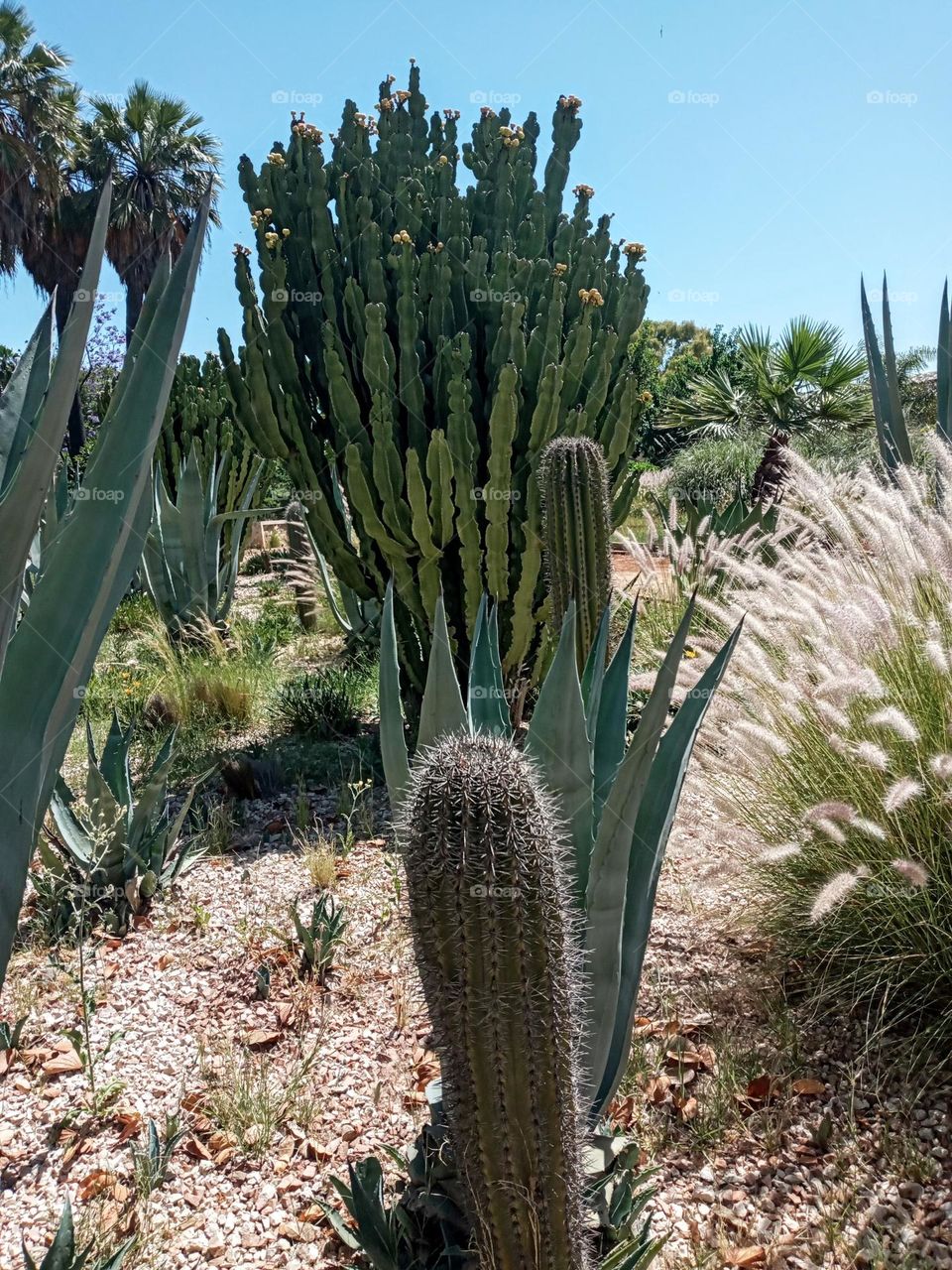 Cactus