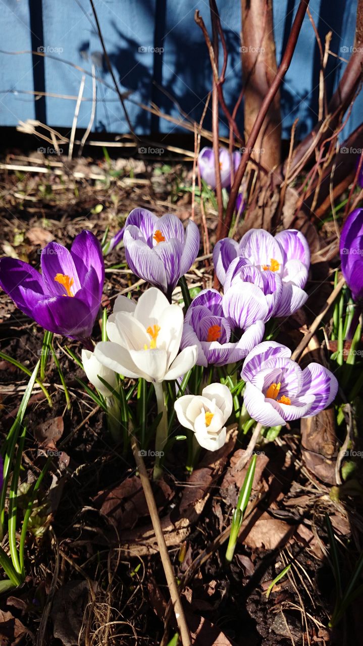 Crocus in all colors