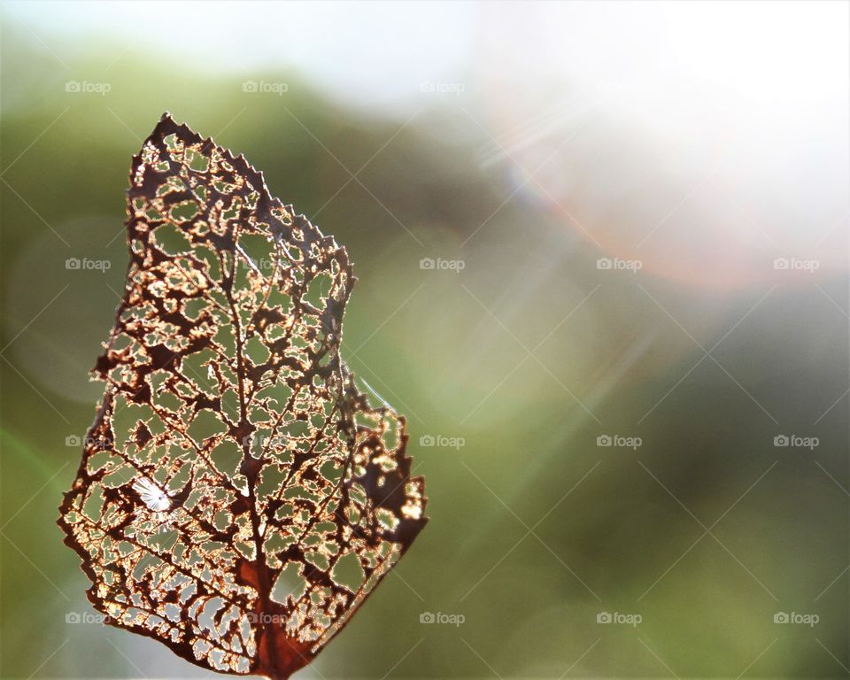 leaf turned to a lattice.