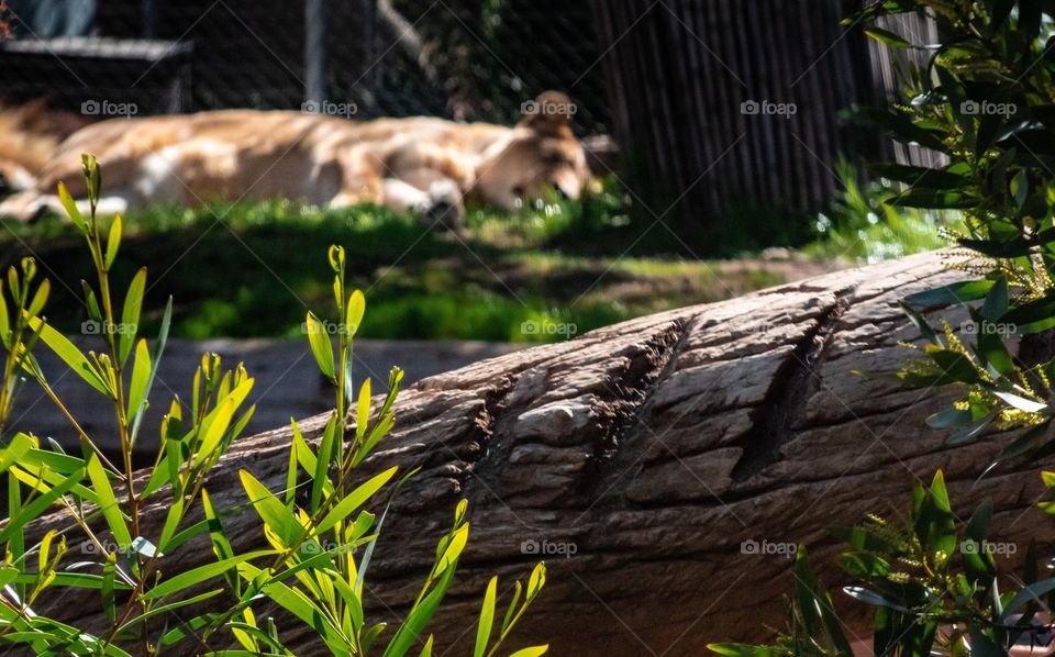 Napping Lioness behind a claw marked log at San Diego Zoo.