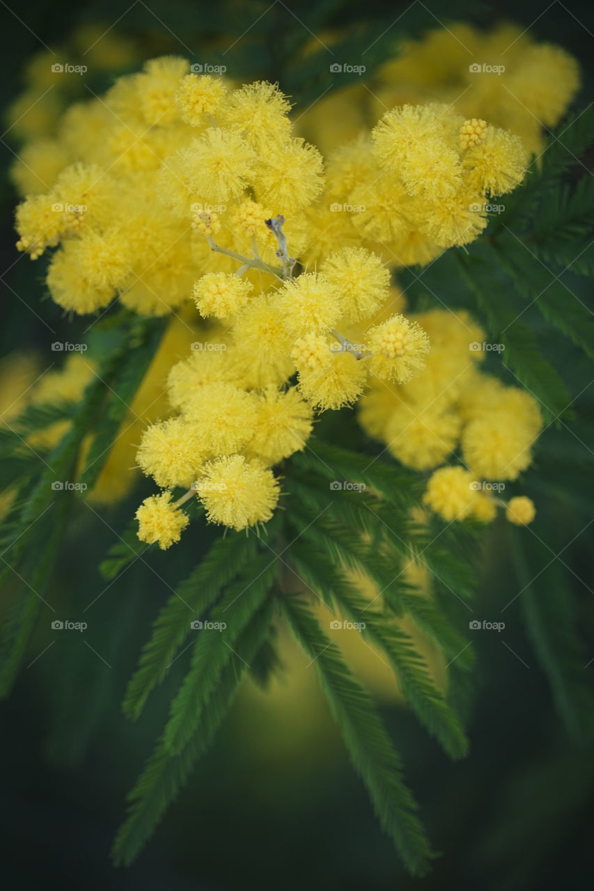 Quite a unique tree this Yellow Puff Sweet Acacia