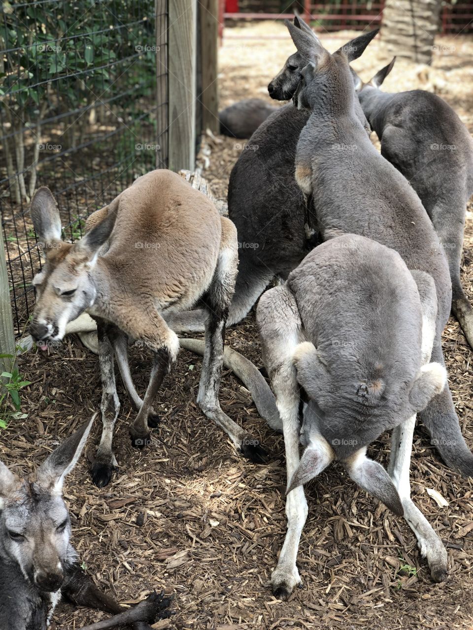 Kangaroos hanging out being kangaroos 