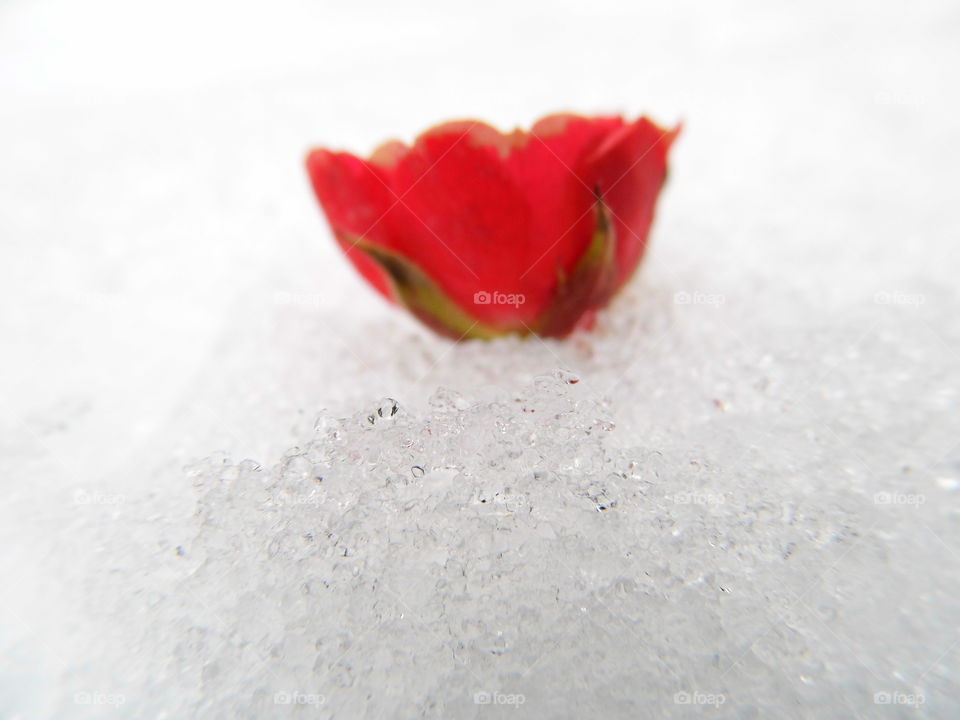 red rose flower on Snow White