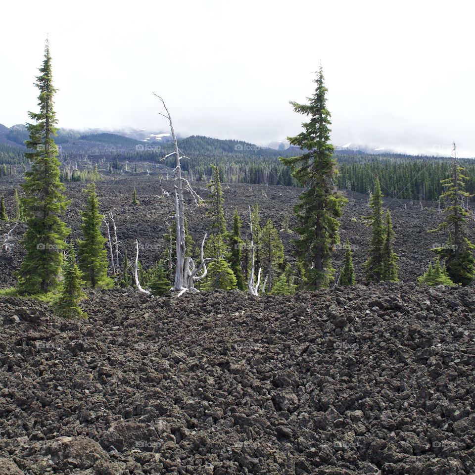 Tall skinny evergreen trees grow out of a field of hardened lava rock in the Cascade Mountains of Oregon. 