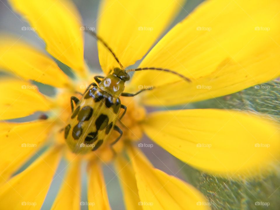 Ladybug on a flower 