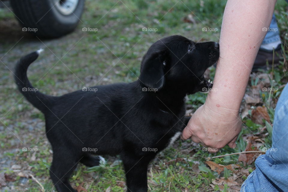 Puppy tries to devour an arm the size of himself