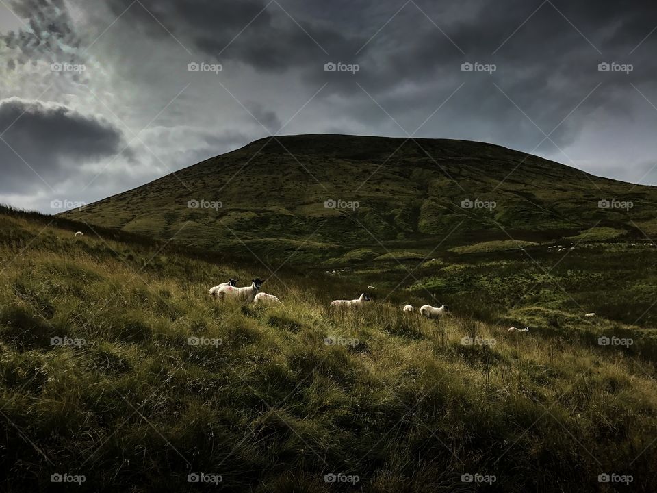 Sheep on the side of Pendle Hill, Lancashire, England 