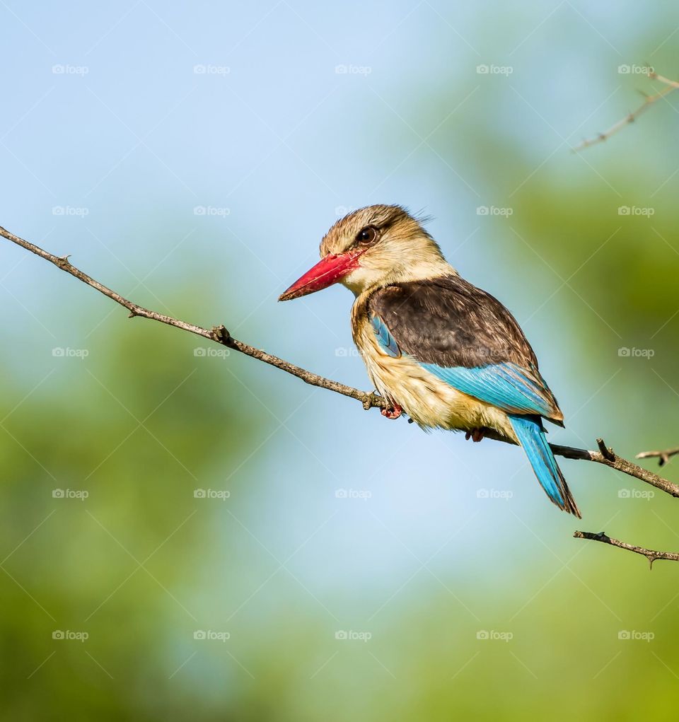 Brown Bird With A Red Beak On A Tree Branch